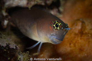 Tube blenny_Snoopy Island_Fujairah_May 2026
(Canon RF100... by Antonio Venturelli 